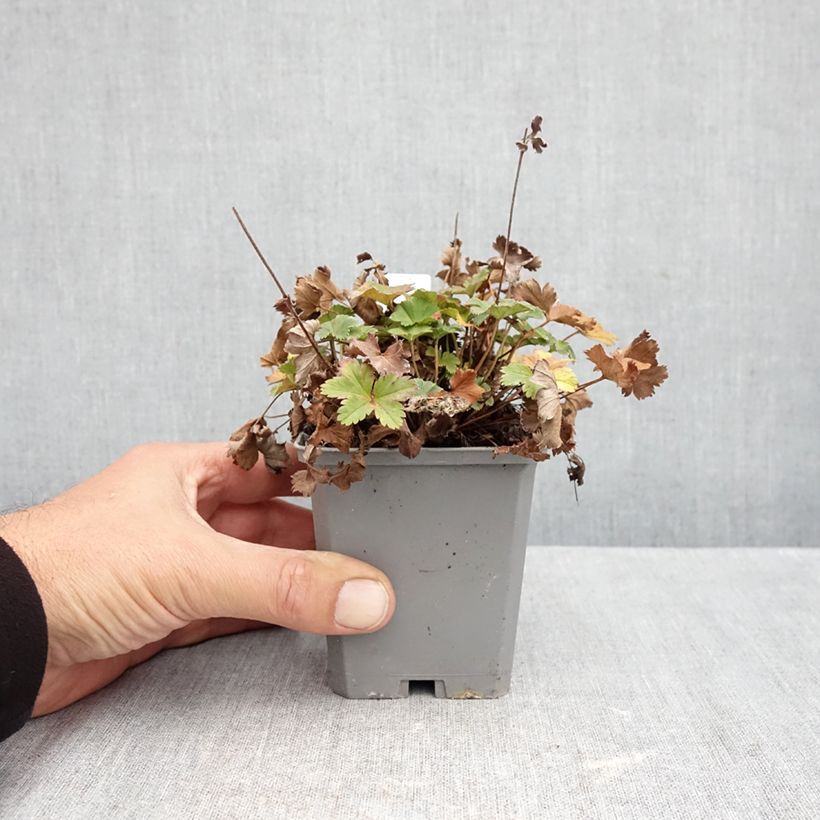 Spécimen de Alchemilla erythropoda - Alchémille Godet de 8/9 cm tel que livré en automne