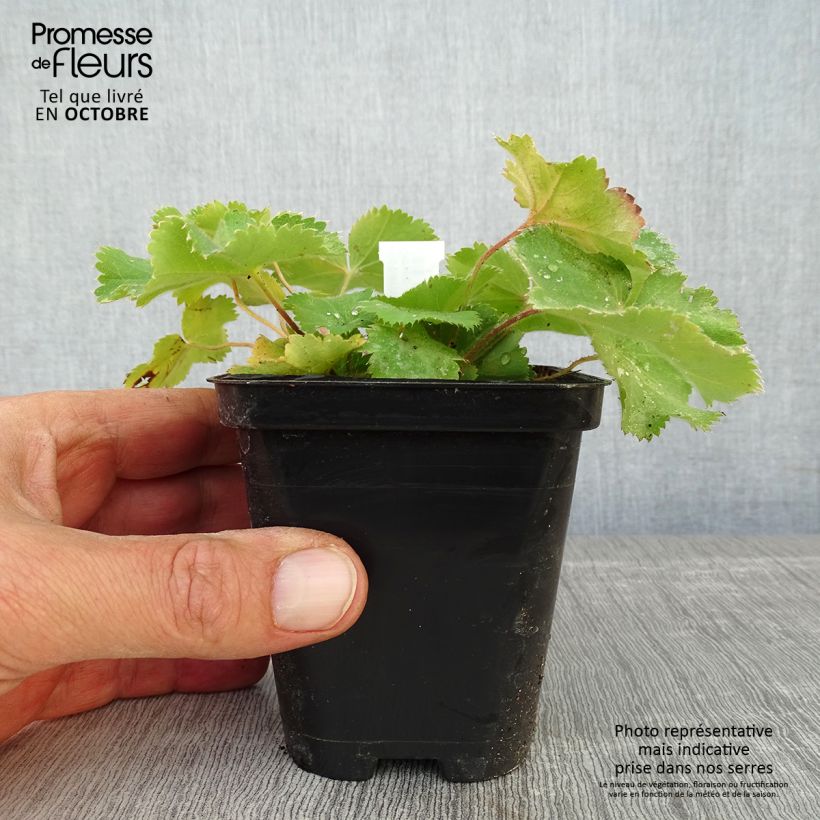 Spécimen de Alchemille Thriller - Alchemilla mollis Godet de 8/9 cm tel que livré en automne