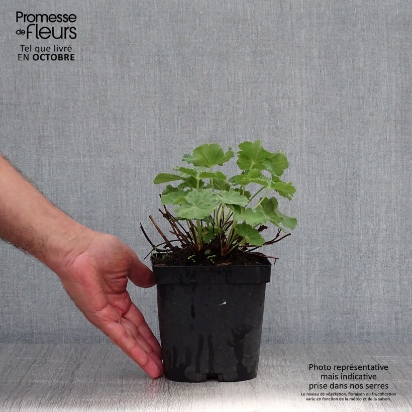 Spécimen de Alchemille Thriller - Alchemilla mollis Pot de 2L/3L tel que livré en automne