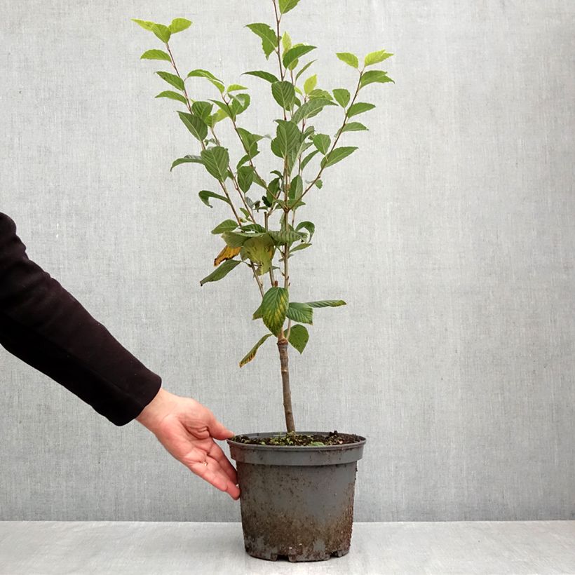 Spécimen de Alisier du Japon Red Bird - Sorbus alnifolia  Pot de 4L/5L tel que livré en automne