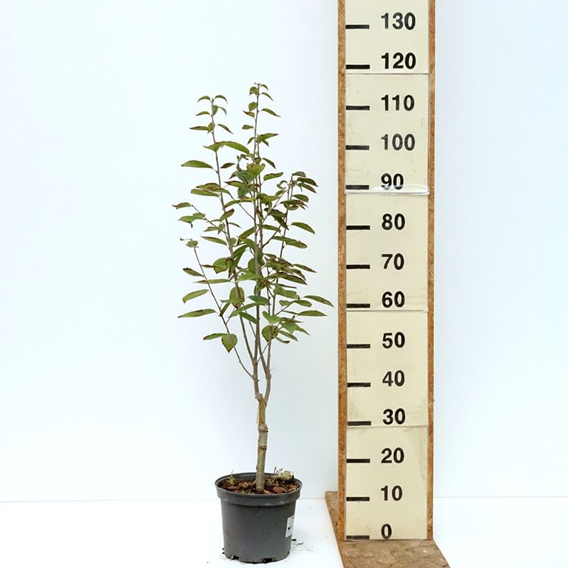 Spécimen de Alisier du Japon Red Bird - Sorbus alnifolia  Pot de 4L/5L tel que livré en été