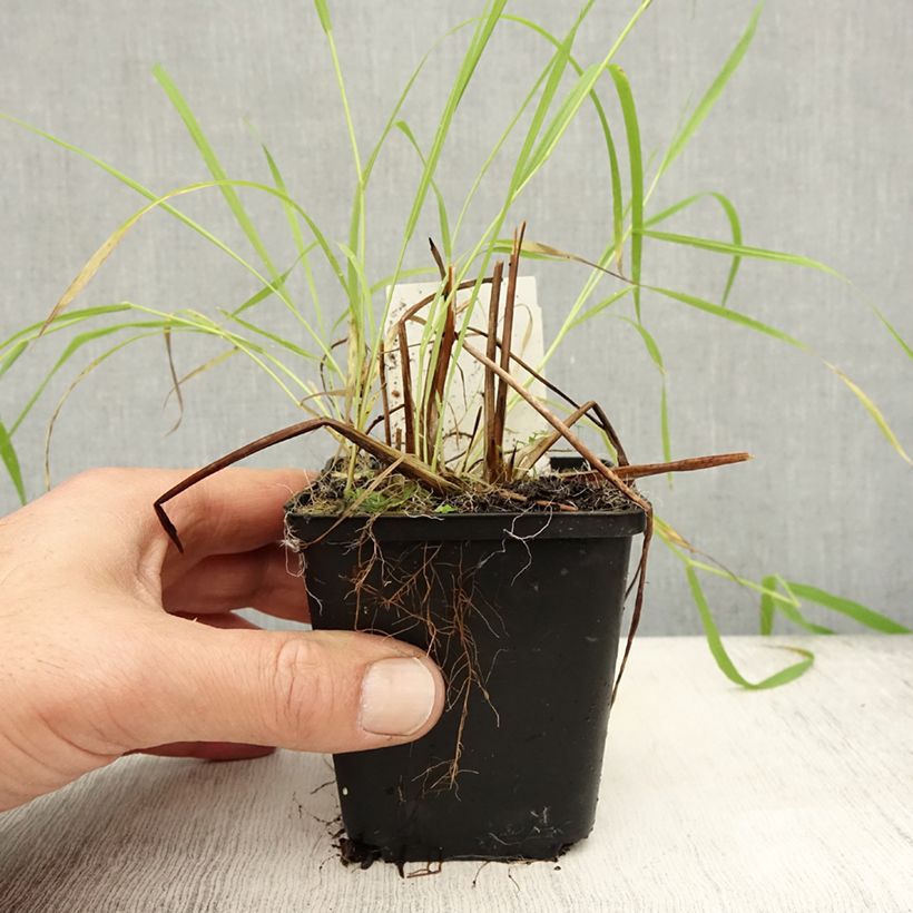 Spécimen de Alisma lanceolatum - Plantain d'eau à feuilles lancéolées Godet de 8/9 cm tel que livré en automne