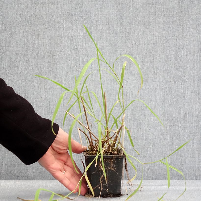 Spécimen de Alisma lanceolatum - Plantain d'eau à feuilles lancéolées Godet de 8/9 cm tel que livré en hiver