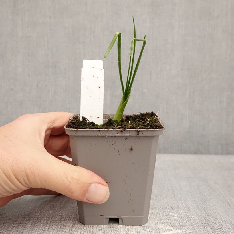 Spécimen de Allium amplectens Graceful - Ail d'ornement Godet de 8/9 cm calibre 4+ tel que livré en hiver