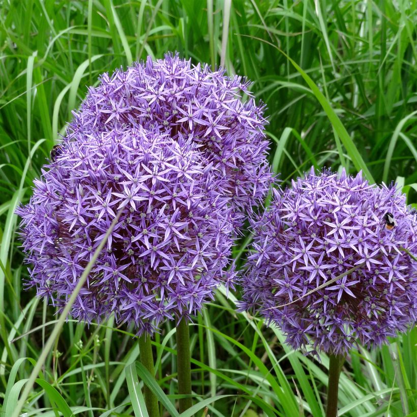 Allium Globemaster em sementes (Floração)