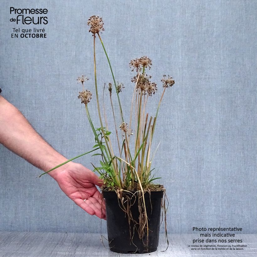 Spécimen de Ail d'ornement - Allium Millenium Pot de 2L/3L tel que livré en automne