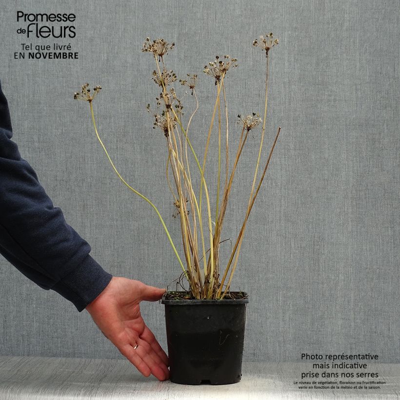 Spécimen de Allium tuberosum Cliffs of Dover - Ail d'ornement Pot de 2L/3L tel que livré en automne