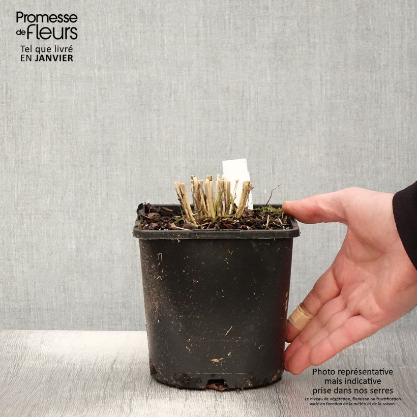 Spécimen de Allium tuberosum Cliffs of Dover - Ail d'ornement Pot de 2L/3L tel que livré en hiver