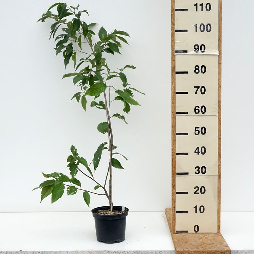 Spécimen de Alnus spaethii - Aulne de Spaeth Pot de 3L/4L tel que livré en automne