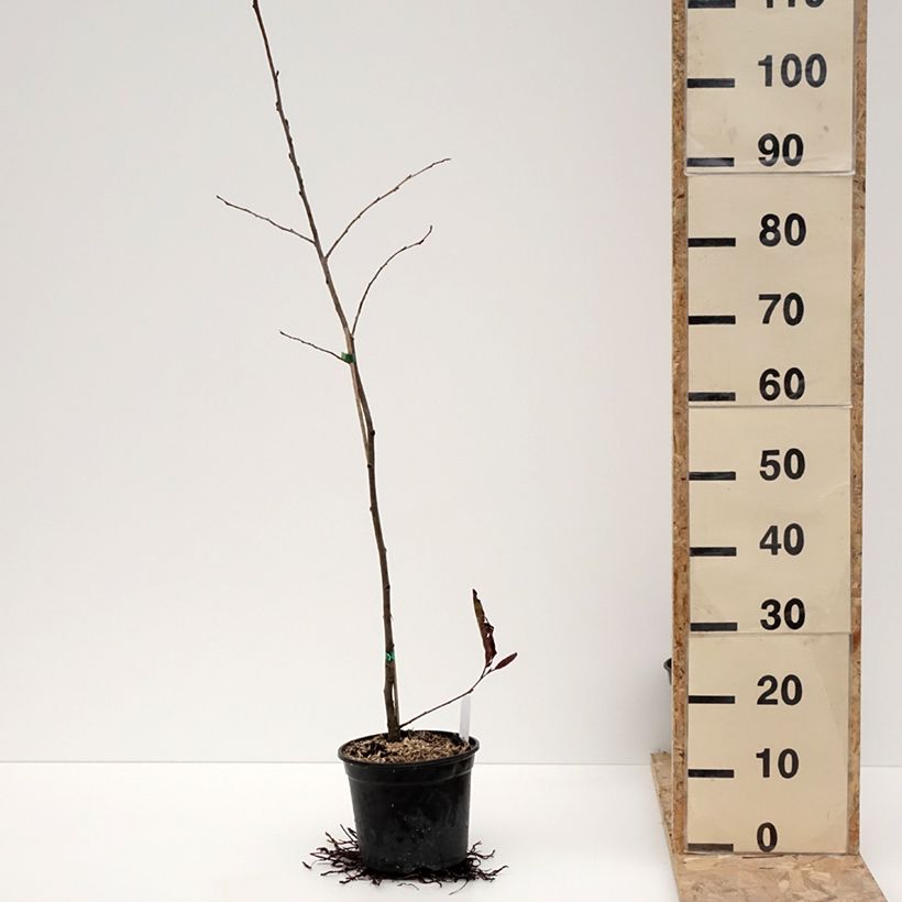 Spécimen de Alnus spaethii - Aulne de Spaeth Pot de 3L/4L tel que livré en hiver