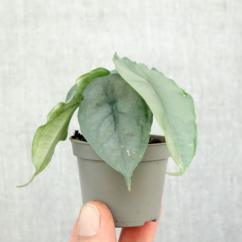 Spécimen de Alocasia Dragon's Breath Mini-plante tel que livré en automne