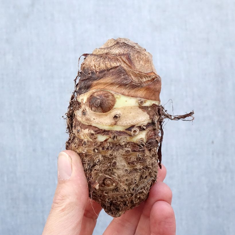 Spécimen de Alocasia macrorrhiza - Oreille d'éléphant Bulbe calibre I tel que livré au printemps