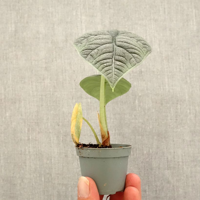Spécimen de Alocasia melo - Oreille d'éléphant Mini-plante tel que livré en automne