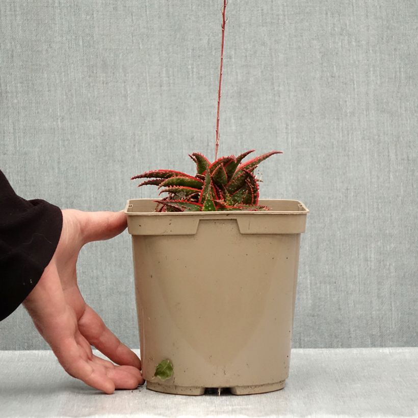 Spécimen de Aloe Christmas Carol - Aloès Pot de 3L/4L tel que livré en automne