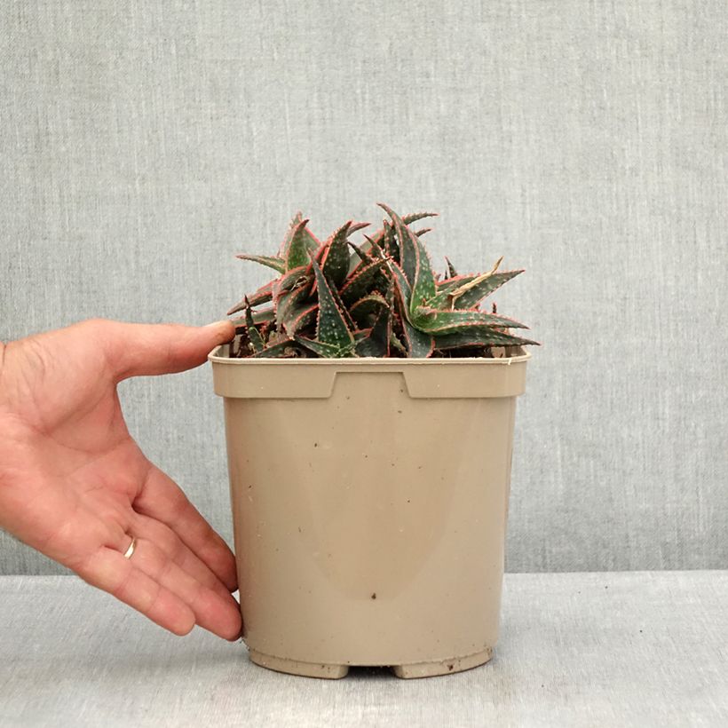 Spécimen de Aloe Christmas Carol - Aloès Pot de 3L/4L tel que livré en été