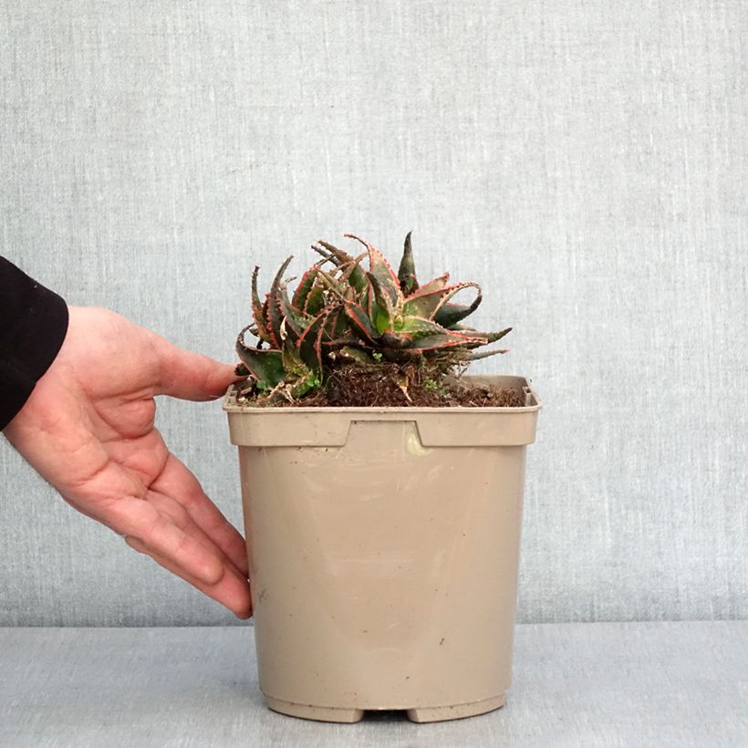 Spécimen de Aloe Christmas Carol - Aloès Pot de 3L/4L tel que livré en hiver