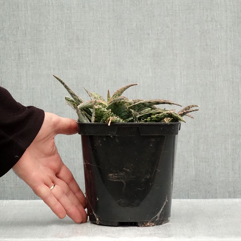 Spécimen de Aloe Delta Lights Pot de 3L/4L tel que livré en automne