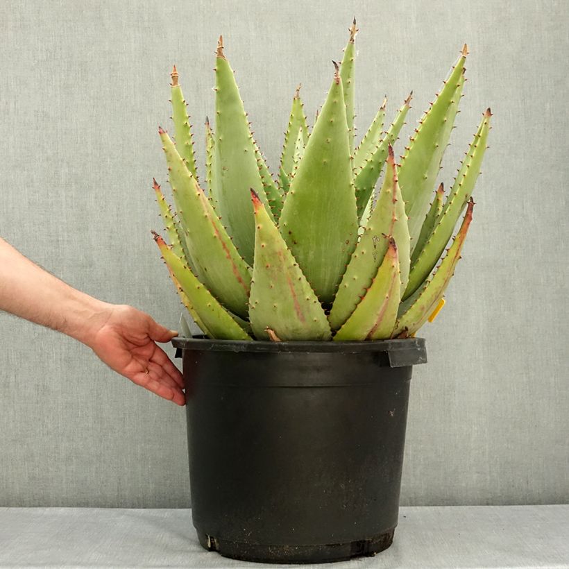 Spécimen de Aloe marlothii - Aloès de montagne Pot de 20L/25L tel que livré au printemps