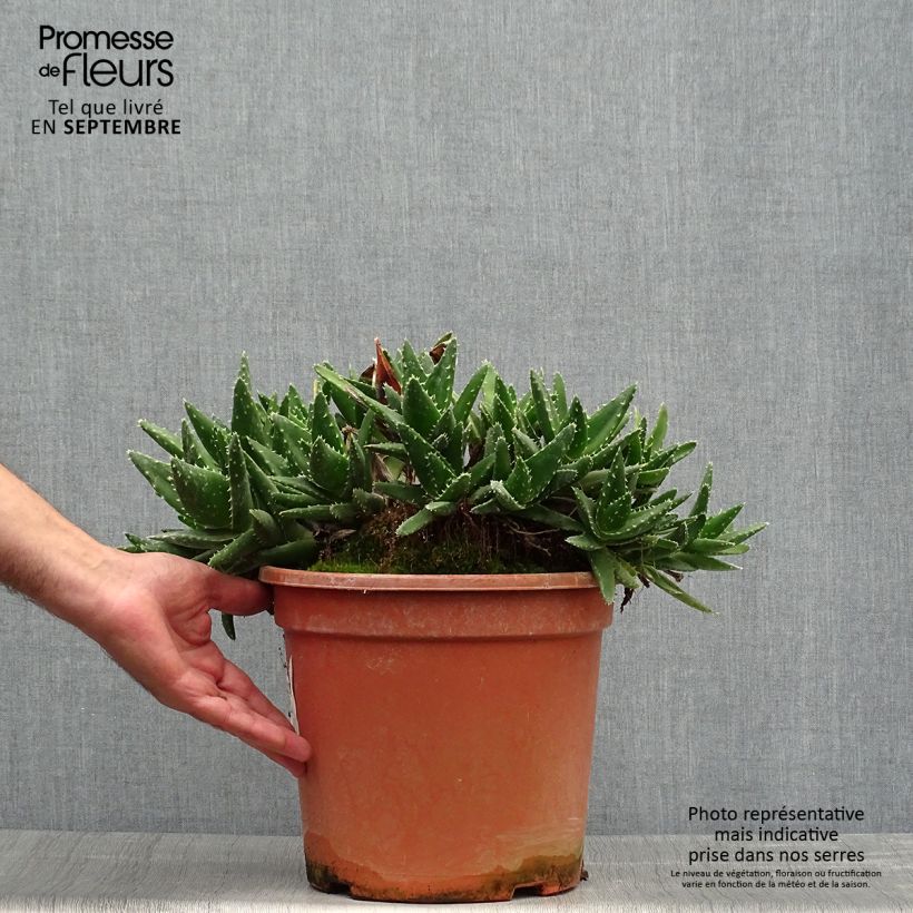 Spécimen de Aloe perfoliata (mitriformis) Pot de 7,5L/10L tel que livré en automne