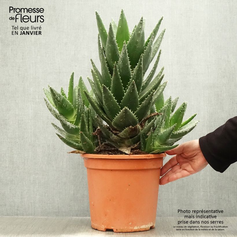 Spécimen de Aloe perfoliata (mitriformis) Pot de 7,5L/10L tel que livré en hiver