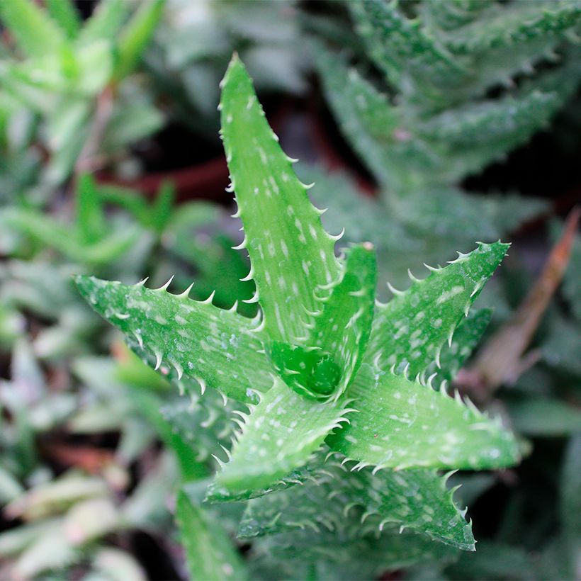 Aloe squarrosa (Feuillage)