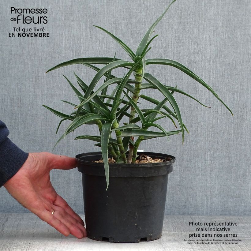 Spécimen de Aloe striatula - Aloès arbustif Pot de 2L/3L tel que livré en automne