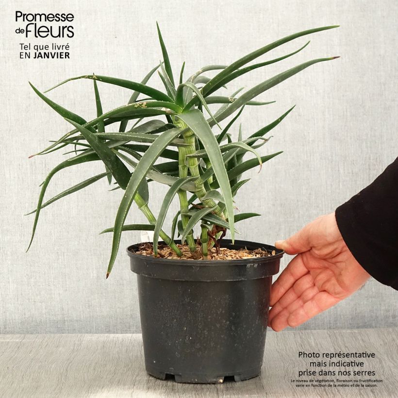 Spécimen de Aloe striatula - Aloès arbustif Pot de 2L/3L tel que livré en hiver