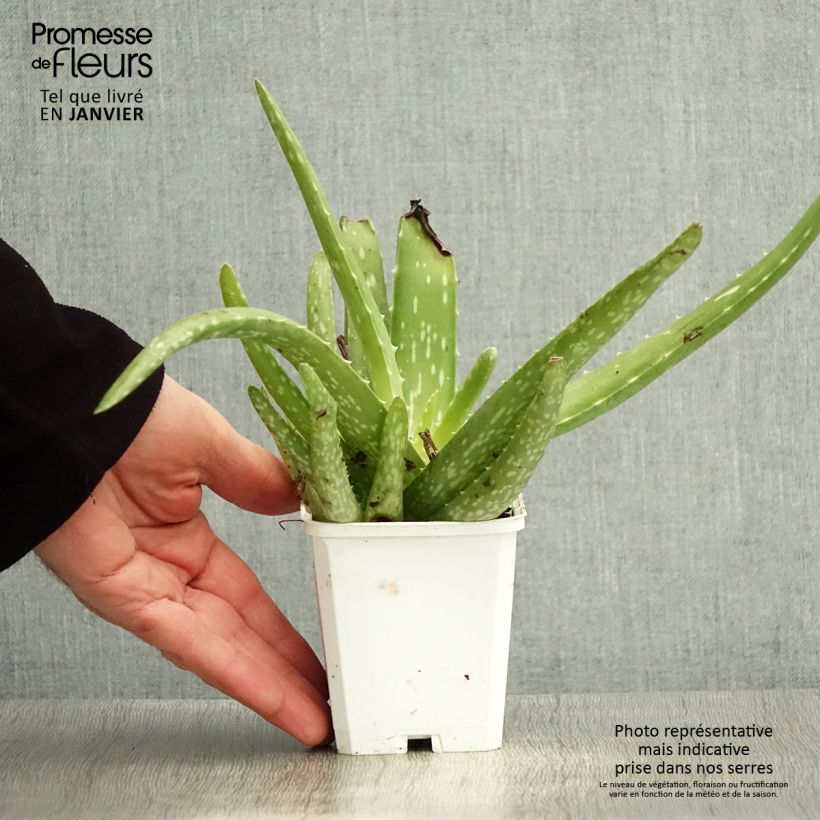 Spécimen de Aloe vera - Aloes des Barbades Godet de 7/8 cm tel que livré en hiver