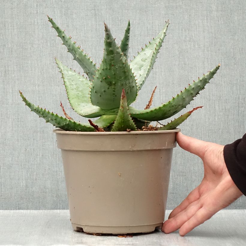 Spécimen de Aloès du Cap - Aloe ferox Pot de 4L/5L tel que livré en automne