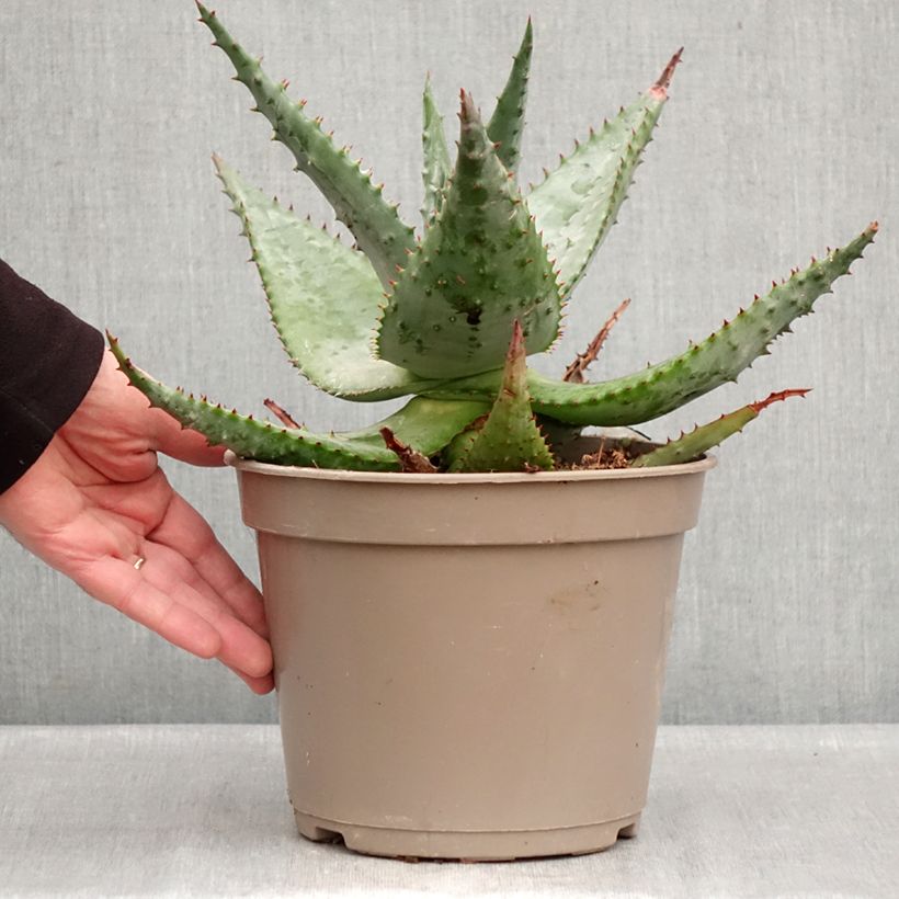 Spécimen de Aloès du Cap - Aloe ferox Pot de 4L/5L tel que livré en hiver
