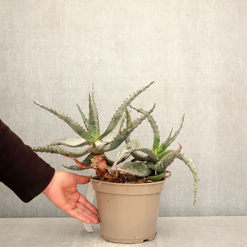 Spécimen de Aloès du Cap - Aloe ferox Pot de 4L/5L tel que livré au printemps