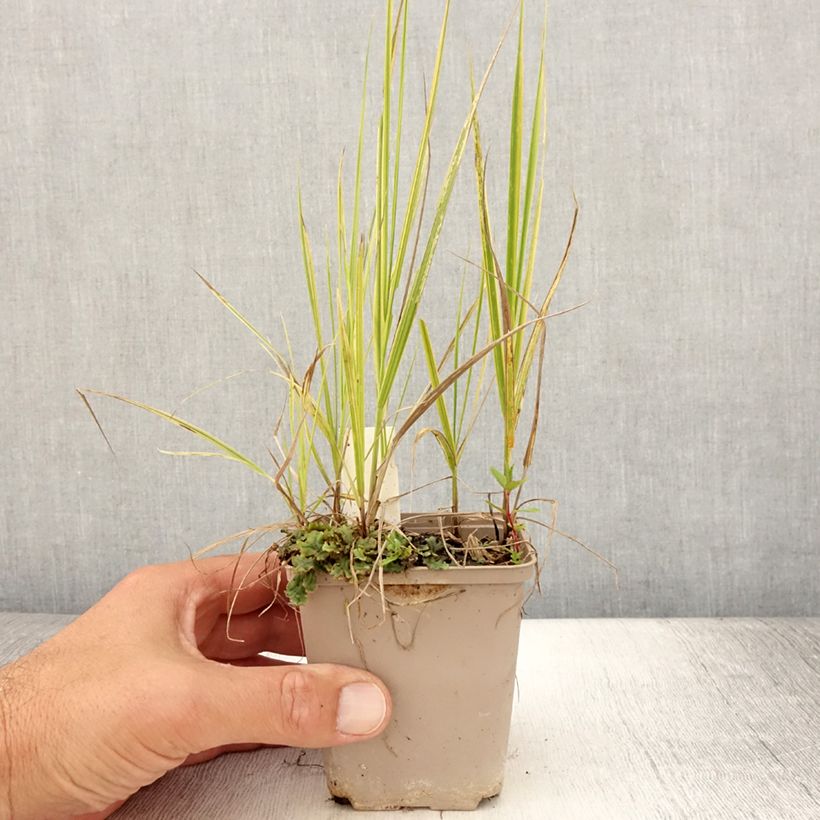 Spécimen de Alopecurus pratensis Aureovariegatus Godet de 8/9 cm tel que livré en été