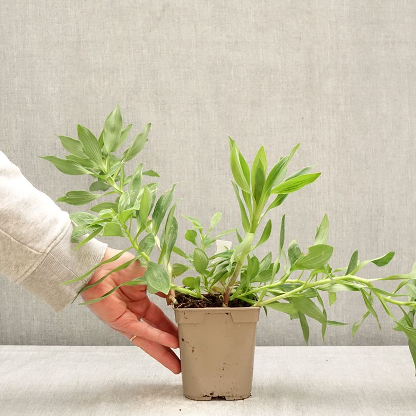 Spécimen de Alstroémère Duc d'Anjou Charles - Lys des Incas Pot de 1L/1,5L tel que livré au printemps