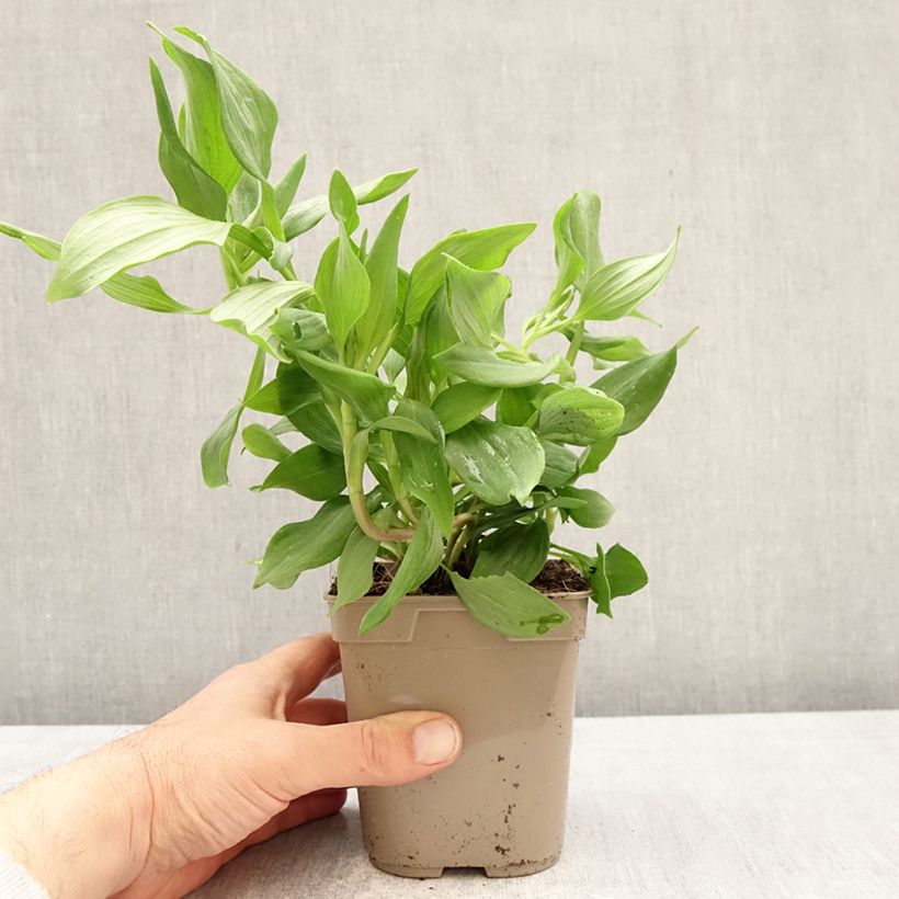 Spécimen de Alstroémère Duc d'Anjou Jean - Lys des Incas Pot de 1L/1,5L tel que livré au printemps