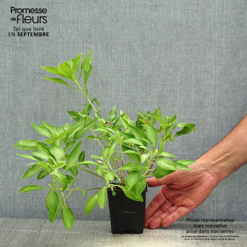 Spécimen de Alstroémère Duc d'Anjou Louis - Lys des Incas Godet de 8/9 cm tel que livré en automne