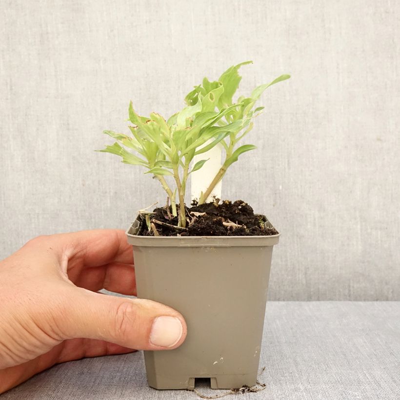 Spécimen de Alstroémère Duc d'Anjou Louis - Lys des Incas Godet de 8/9 cm tel que livré en automne