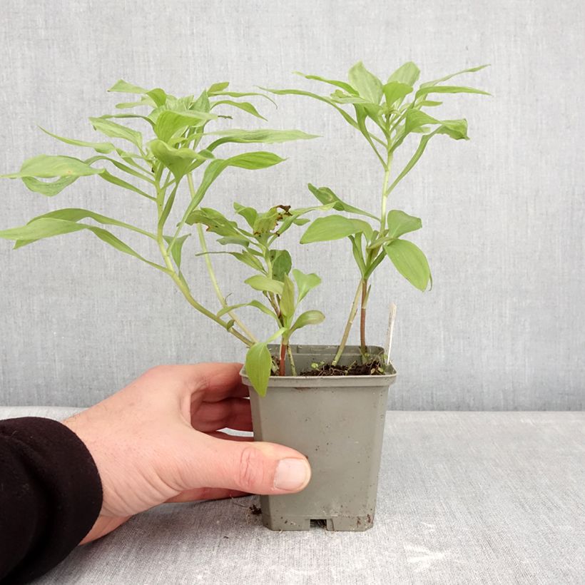 Spécimen de Alstroémère Duc d'Anjou Louis - Lys des Incas Godet de 8/9 cm tel que livré en hiver