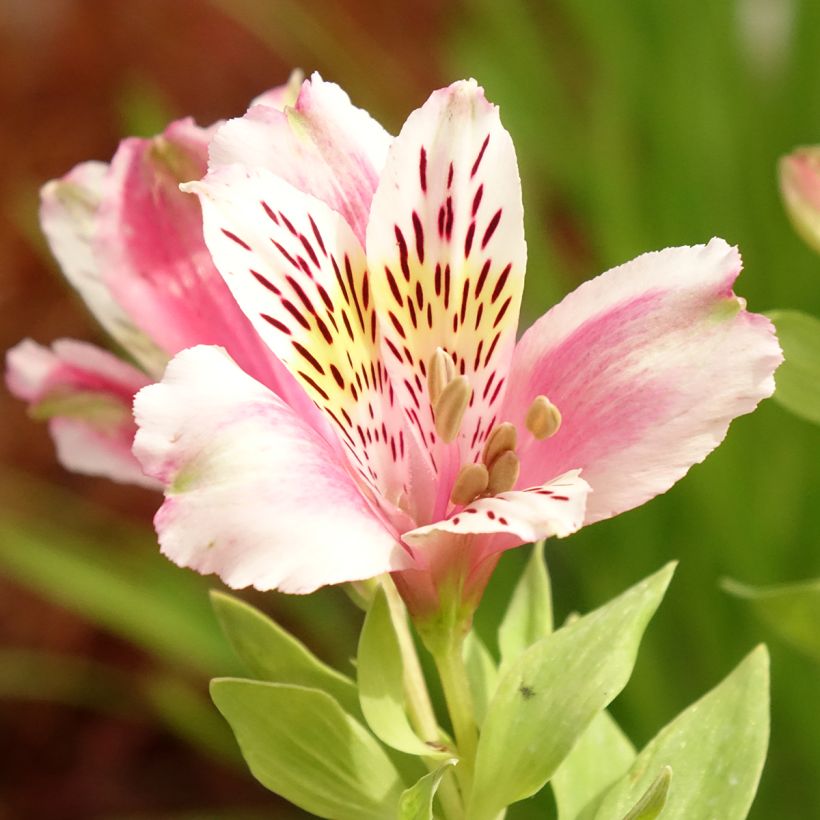 Alstroémère Duc d'Anjou William - Lys des Incas (Floraison)
