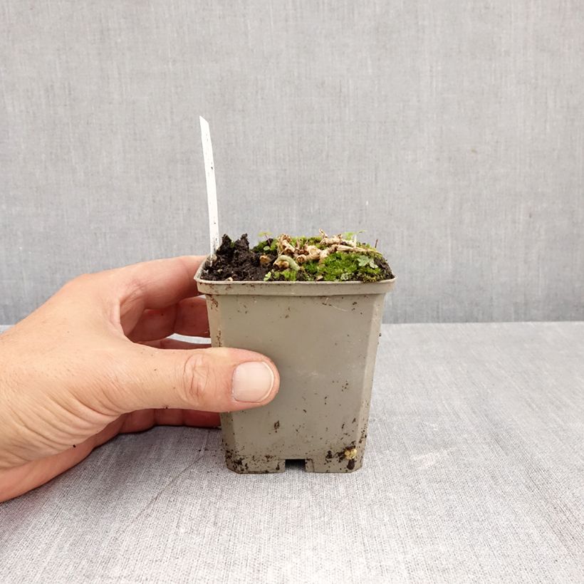 Spécimen de Alstroémère Duchesses Anne - Lys des Incas Godet de 8/9 cm tel que livré en automne