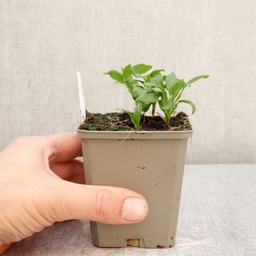 Spécimen de Alstroémère Duchesses Anne - Lys des Incas Godet de 8/9 cm tel que livré au printemps