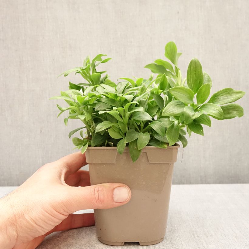 Spécimen de Alstroémère Duchesses Anne - Lys des Incas Pot de 1L/1,5L tel que livré au printemps