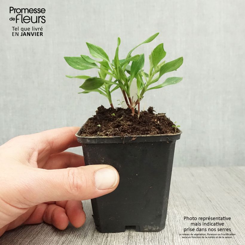 Spécimen de Alstroémère Duchesses Diane - Lys des Incas Godet de 8/9 cm tel que livré en hiver