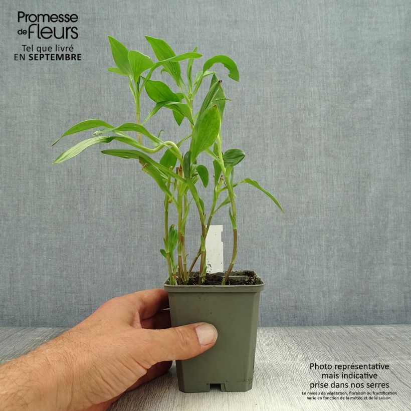 Spécimen de Alstroémère haute Majestic Liré - Lys des Incas Godet de 8/9 cm tel que livré en automne