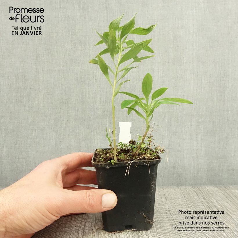 Spécimen de Alstroémère haute Majestic Montsoreau - Lys des Incas Godet de 8/9 cm tel que livré en hiver