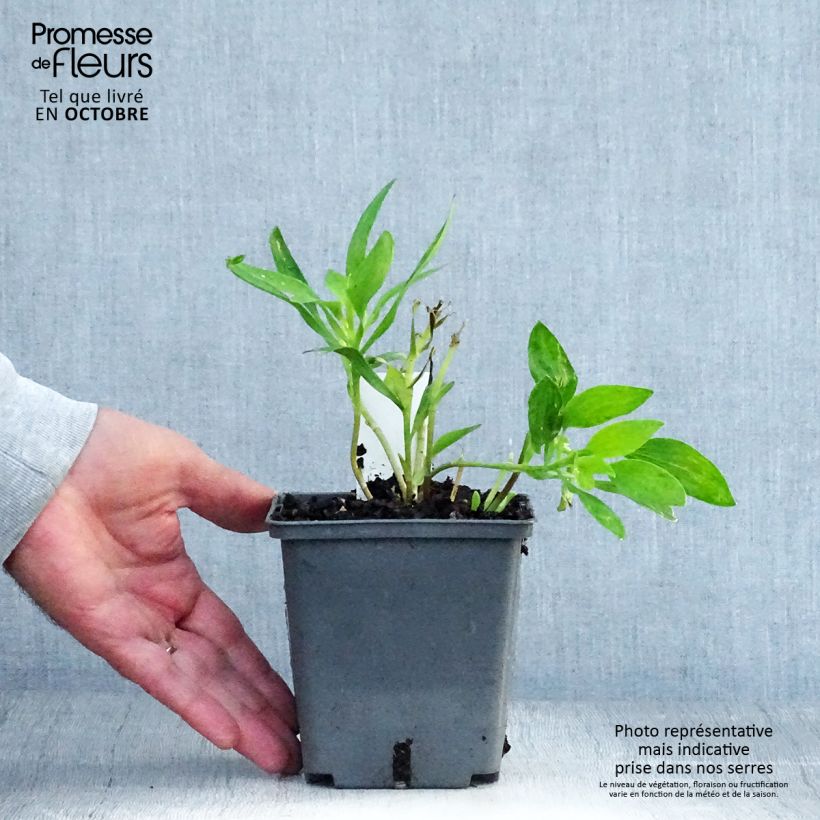Spécimen de Alstroémère haute Majestic Montsoreau - Lys des Incas Pot de 1L/1,5L tel que livré en automne
