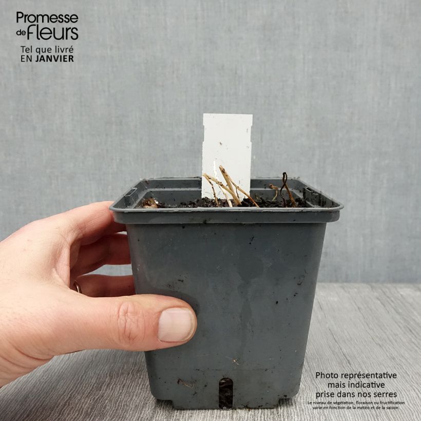 Spécimen de Alstroémère haute Majestic Montsoreau - Lys des Incas Pot de 1L/1,5L tel que livré en hiver