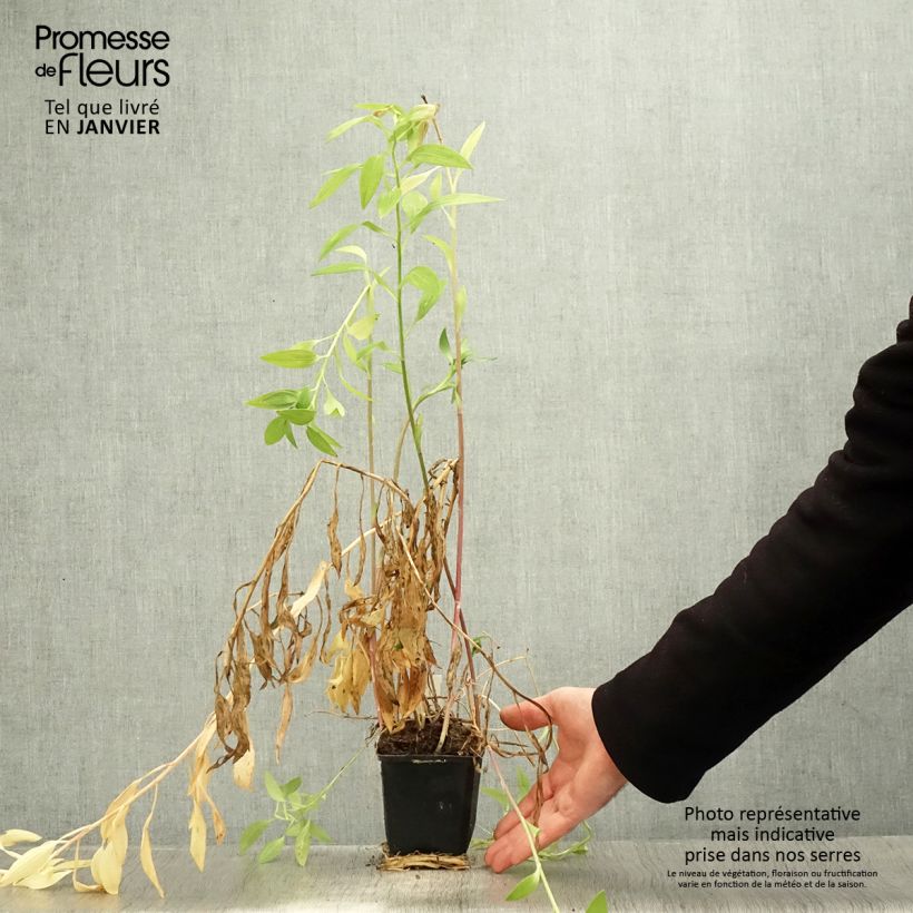 Spécimen de Alstroémère haute Majestics Briançon - Lys des Incas Godet de 8/9 cm tel que livré en hiver