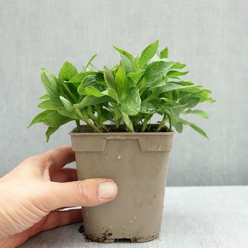 Spécimen de Alstroemère naine Pitchounes Charlotte - Lys des Incas Pot de 1L/1,5L tel que livré en automne