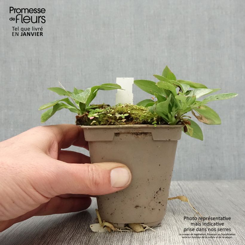 Spécimen de Alstroemère naine Pitchounes Gaspard - Lys des Incas Godet de 8/9 cm tel que livré en hiver