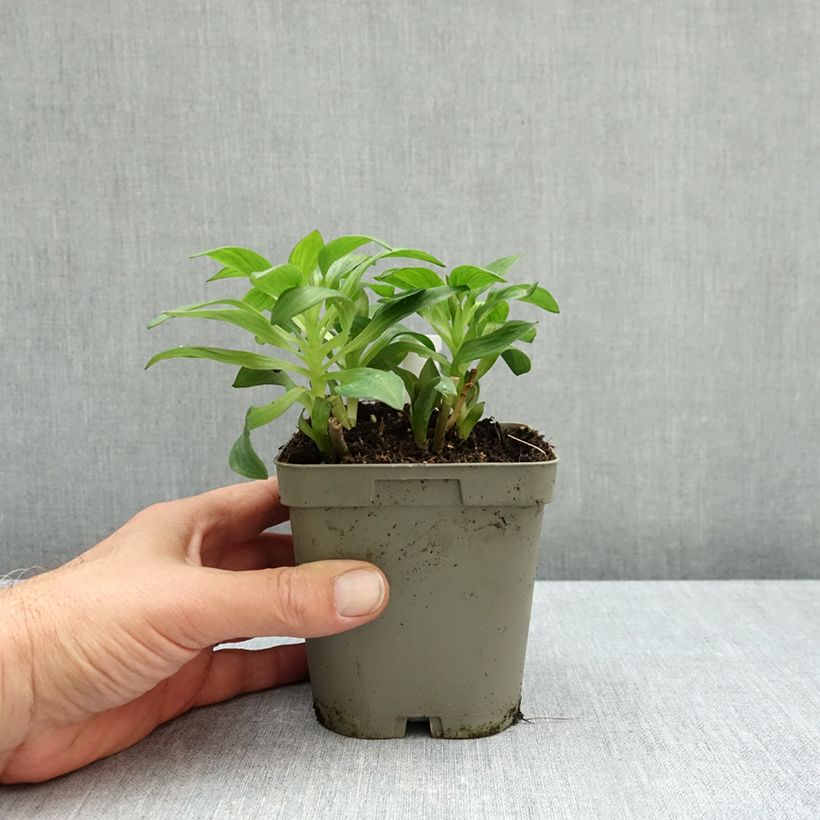 Spécimen de Alstroemère naine Pitchounes Lucas - Lys des Incas Pot de 1L/1,5L tel que livré en automne